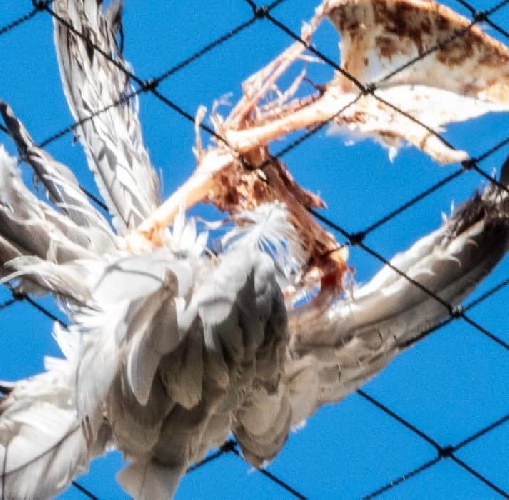 Ragusa, la rete anti uccelli fa strage: insorgono gli animalisti