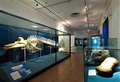 https://www.ragusanews.com//immagini_articoli/04-01-2022/comune-comiso-affida-all-esterno-il-museo-di-storia-naturale-280.jpg