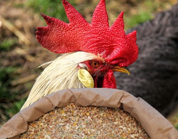 https://www.ragusanews.com//immagini_articoli/11-03-2022/ungheria-stoppa-l-export-di-cereali-polo-avicolo-modicano-preoccupato-280.jpg