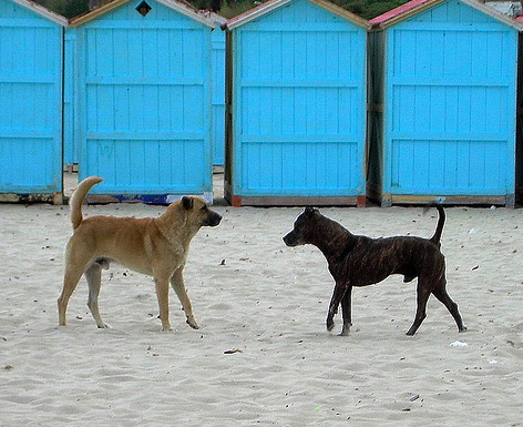 Una Spiaggia Per I Cani A Marina Di Ragusa Ragusa