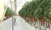 https://www.ragusanews.com//immagini_articoli/22-06-2022/primo-raccolto-di-pomodori-per-la-serra-pilota-con-coltivazione-idroponica-100.jpg