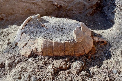 https://www.ragusanews.com//immagini_articoli/24-06-2022/pompei-dagli-scavi-una-tartaruga-col-suo-uovo-intatta-dopo-2-mila-anni-280.jpg