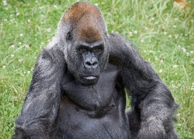 https://www.ragusanews.com//immagini_articoli/27-01-2022/morto-il-gorilla-piu-anziano-del-mondo-era-stato-vaccinato-280.jpg