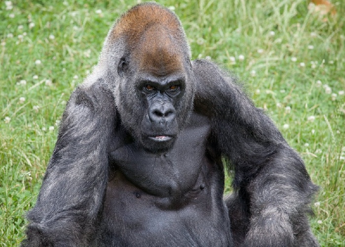 https://www.ragusanews.com//immagini_articoli/27-01-2022/morto-il-gorilla-piu-anziano-del-mondo-era-stato-vaccinato-500.jpg