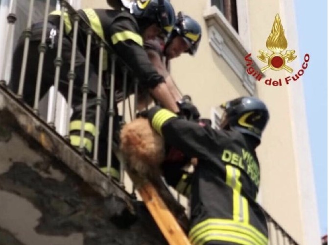https://www.ragusanews.com/immagini_articoli/02-08-2020/sicilia-coppia-litiga-e-lascia-cane-in-fin-di-vita-sul-balcone-500.jpg