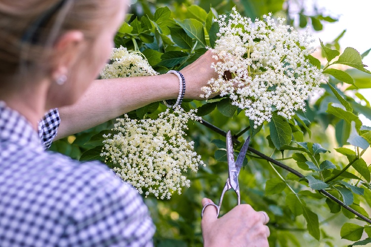 https://www.ragusanews.com/immagini_articoli/03-05-2022/fiori-di-sambuco-le-proprieta-e-gli-usi-in-in-cucina-500.jpg