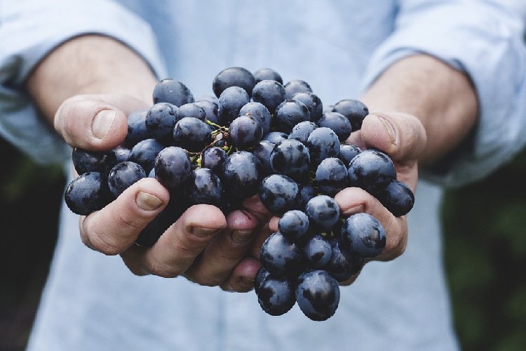 https://www.ragusanews.com/immagini_articoli/04-11-2019/la-dieta-uva-rimedio-perfetto-per-perdere-peso-500.jpg