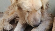 https://www.ragusanews.com/immagini_articoli/05-02-2024/sta-meglio-il-cagnolino-preso-a-fucilate-a-comiso-100.jpg