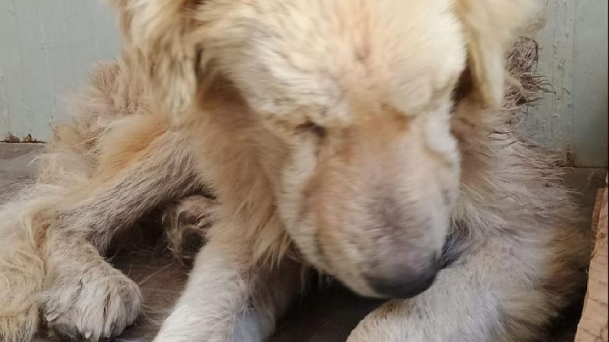 https://www.ragusanews.com/immagini_articoli/05-02-2024/sta-meglio-il-cagnolino-preso-a-fucilate-a-comiso-500.jpg
