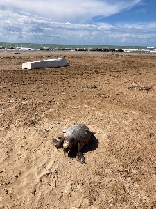 https://www.ragusanews.com/immagini_articoli/05-03-2023/1678047785-la-carcassa-di-una-tartaruga-caretta-caretta-spiaggiata-a-donnalucata-1-300.jpg