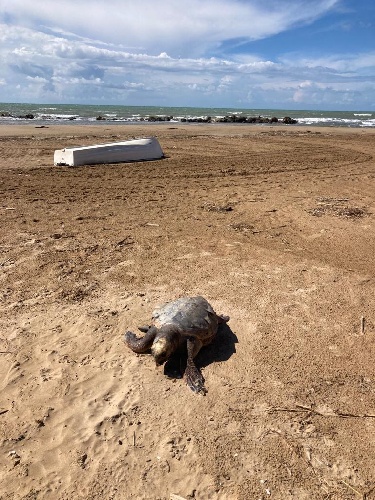 https://www.ragusanews.com/immagini_articoli/05-03-2023/1678047785-la-carcassa-di-una-tartaruga-caretta-caretta-spiaggiata-a-donnalucata-1-500.jpg