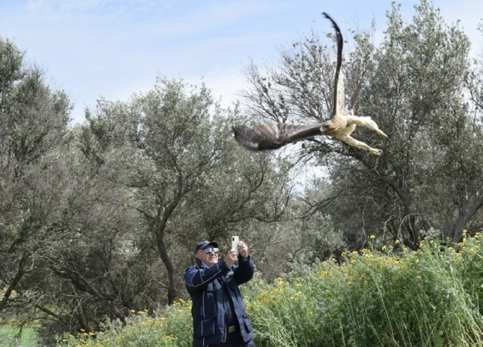 https://www.ragusanews.com/immagini_articoli/05-04-2022/era-entrata-in-un-pollaio-a-scicli-l-aquila-curata-e-liberata-500.jpg