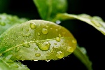 https://www.ragusanews.com/immagini_articoli/05-07-2024/microirrigazione-guida-completa-per-innaffiare-con-un-occhio-all-ambiente-100.jpg