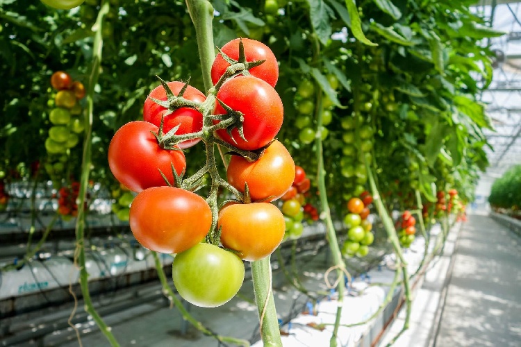 https://www.ragusanews.com/immagini_articoli/06-03-2025/pomodori-protetti-riprodotti-illegalmente-produttore-e-vivaista-condannati-a-maxi-risarcimento-500.jpg