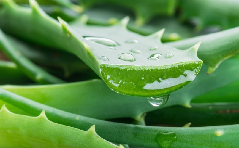 https://www.ragusanews.com/immagini_articoli/06-06-2022/aloe-per-dimagrire-il-succo-di-aloe-vera-per-perdere-peso-500.jpg