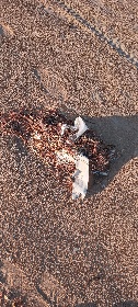 https://www.ragusanews.com/immagini_articoli/06-12-2021/1638778704-il-mare-ci-riporta-i-nostri-rifiuti-anche-a-sampieri-foto-4-280.jpg