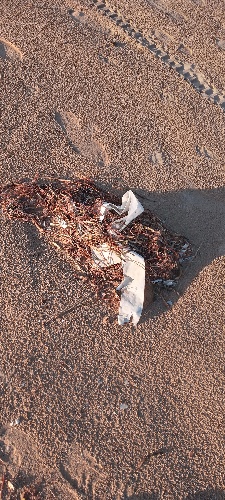 https://www.ragusanews.com/immagini_articoli/06-12-2021/1638778704-il-mare-ci-riporta-i-nostri-rifiuti-anche-a-sampieri-foto-4-500.jpg