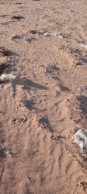 https://www.ragusanews.com/immagini_articoli/06-12-2021/1638778706-il-mare-ci-riporta-i-nostri-rifiuti-anche-a-sampieri-foto-5-280.jpg