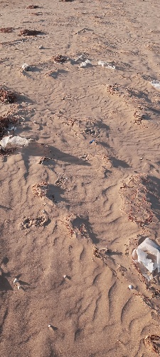 https://www.ragusanews.com/immagini_articoli/06-12-2021/1638778706-il-mare-ci-riporta-i-nostri-rifiuti-anche-a-sampieri-foto-5-500.jpg