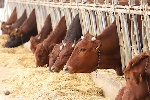 https://www.ragusanews.com/immagini_articoli/07-04-2025/sospesa-nel-ragusano-attivita-imprenditoriale-per-100-di-lavoro-irregolare-100.jpg