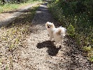 https://www.ragusanews.com/immagini_articoli/08-05-2024/ragusa-la-cagnolina-luna-e-stata-ritrovata-100.jpg