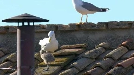 https://www.ragusanews.com/immagini_articoli/08-05-2025/un-pulcino-di-gabbiano-accanto-al-comignolo-alla-fumata-bianca-300.jpg