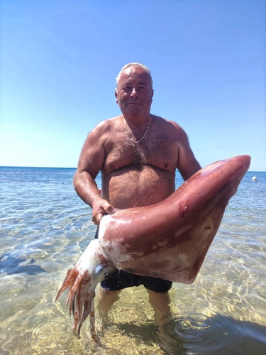https://www.ragusanews.com/immagini_articoli/08-08-2022/calamaro-gigante-pescato-in-fondali-siciliani-500.jpg