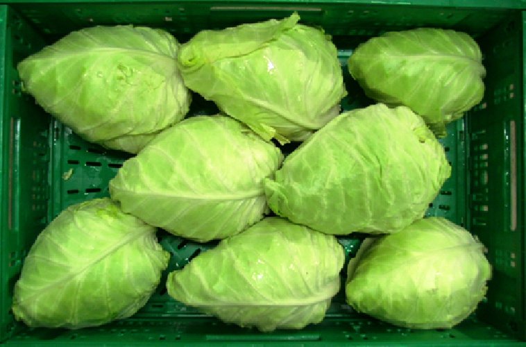 https://www.ragusanews.com/immagini_articoli/09-07-2019/dieta-minimo-digiuno-500.jpg