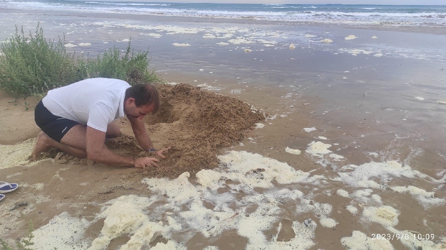 https://www.ragusanews.com/immagini_articoli/09-09-2023/1694245851-volontari-del-wwf-salvano-i-nidi-di-tartaruga-caretta-caretta-1-500.jpg