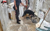 https://www.ragusanews.com/immagini_articoli/09-09-2023/pozzallo-arrestato-spacciatore-24enne-100.jpg