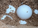 https://www.ragusanews.com/immagini_articoli/09-09-2023/volontari-del-wwf-salvano-i-nidi-di-tartaruga-caretta-caretta-100.jpg