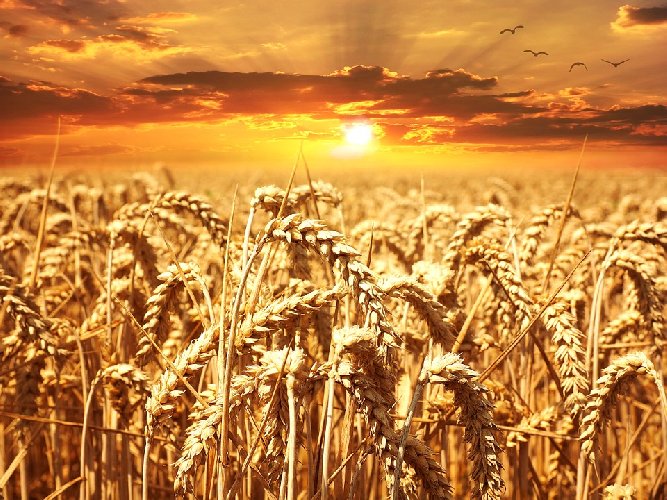 https://www.ragusanews.com/immagini_articoli/09-10-2019/dieta-zero-grano-eliminarlo-per-dimagrire-500.jpg