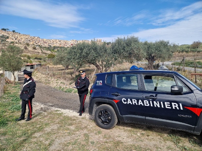 https://www.ragusanews.com/immagini_articoli/09-11-2023/ruba-un-vitello-accusato-di-rapina-improria-va-ai-domiciliari-500.jpg