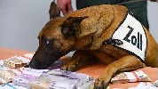 https://www.ragusanews.com/immagini_articoli/11-03-2025/fisco-imprenditore-evasore-a-modica-denaro-scovato-con-il-cane-100.jpg