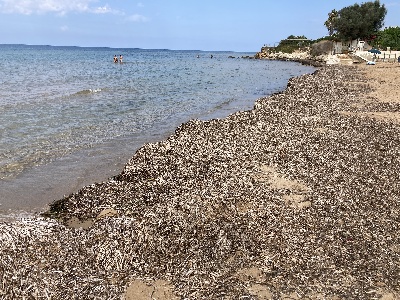 https://www.ragusanews.com/immagini_articoli/11-08-2022/1660229130-e-questa-sarebbe-la-spiaggia-di-montalbano-1-300.jpg