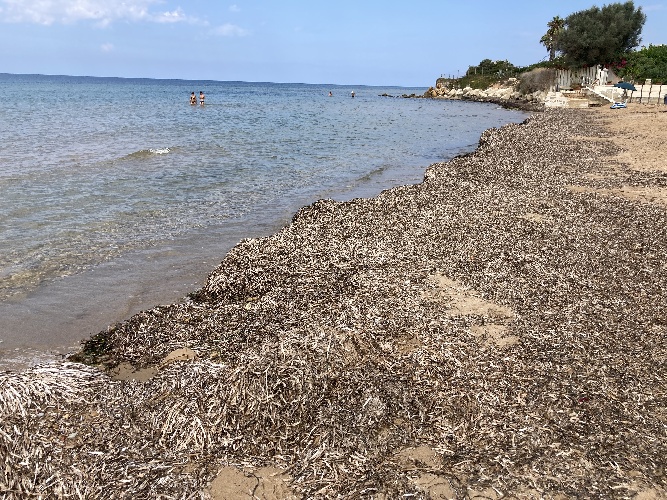 https://www.ragusanews.com/immagini_articoli/11-08-2022/1660229130-e-questa-sarebbe-la-spiaggia-di-montalbano-1-500.jpg