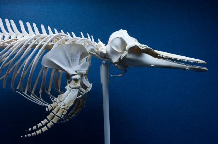 https://www.ragusanews.com/immagini_articoli/12-12-2019/uccelli-estinti-e-in-estinzione-in-mostra-a-comiso-500.jpg
