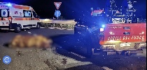 https://www.ragusanews.com/immagini_articoli/13-03-2025/la-mucca-scappata-dal-macello-invade-l-autostrada-l-incidente-i-feriti-l-assurdo-a-modica-100.jpg