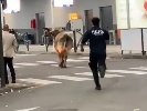 https://www.ragusanews.com/immagini_articoli/14-04-2025/orio-al-serio-una-mucca-passeggia-fuori-dal-terminal-100.jpg