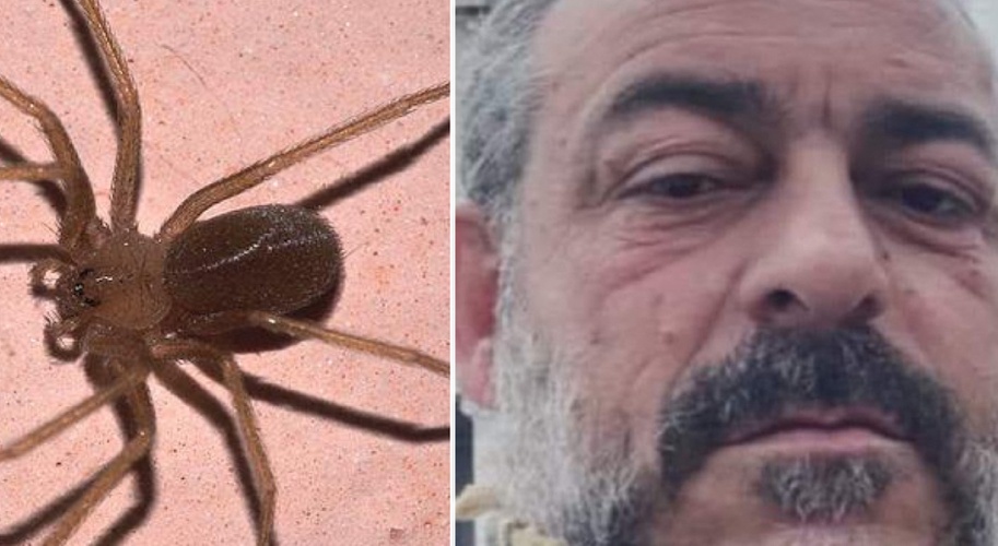 https://www.ragusanews.com/immagini_articoli/14-07-2024/franco-aiello-ucciso-dal-morso-di-un-ragno-violino-500.jpg