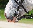 https://www.ragusanews.com/immagini_articoli/15-03-2025/il-morso-del-cavallo-a-donnalucata-44enne-ferito-e-in-ospedale-100.jpg