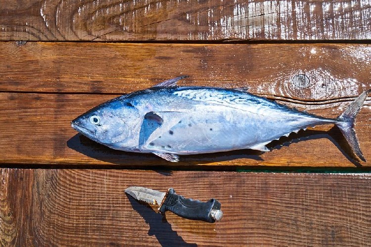 https://www.ragusanews.com/immagini_articoli/15-05-2020/omega-3-perche-inserirli-nella-dieta-500.jpg
