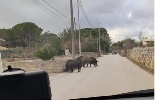 https://www.ragusanews.com/immagini_articoli/16-01-2024/cinghiali-a-modica-animali-d-affezione-100.jpg
