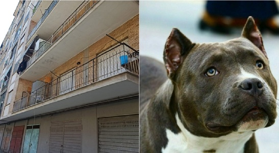 https://www.ragusanews.com/immagini_articoli/16-02-2025/bambina-sbranata-e-uccisa-dal-pitbull-le-due-versioni-del-papa-della-piccola-giulia-300.jpg
