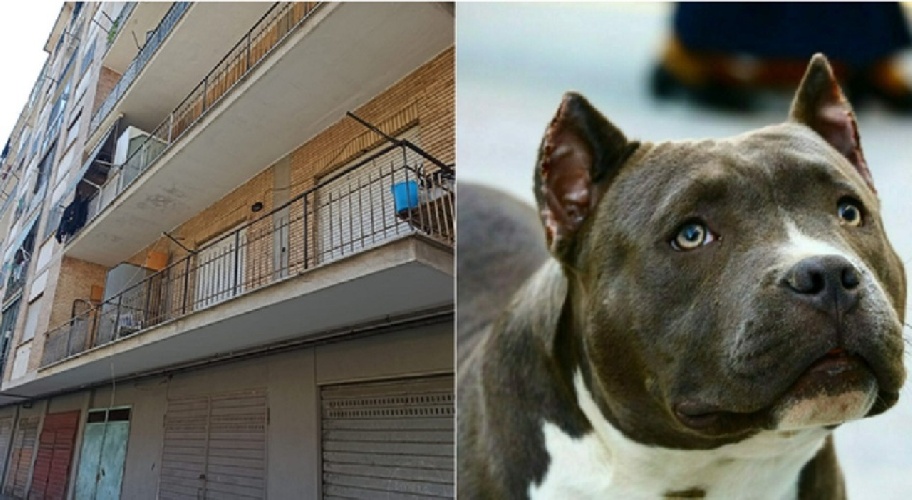 https://www.ragusanews.com/immagini_articoli/16-02-2025/bambina-sbranata-e-uccisa-dal-pitbull-le-due-versioni-del-papa-della-piccola-giulia-500.jpg