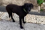 https://www.ragusanews.com/immagini_articoli/16-08-2023/modica-il-cane-nerino-puo-essere-adottato-100.jpg