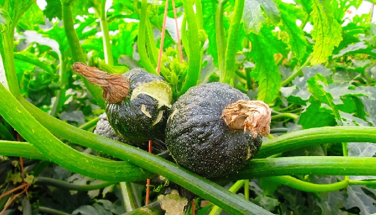 https://www.ragusanews.com/immagini_articoli/20-10-2016/new-delhi-il-virus-delle-zucchine-420.jpg