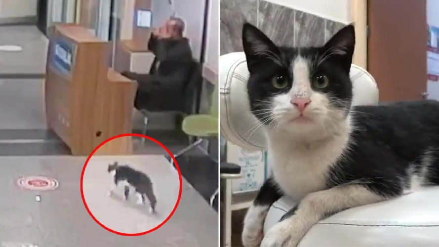 https://www.ragusanews.com/immagini_articoli/21-11-2022/gatto-con-una-zampa-rotta-va-al-pronto-soccorso-per-farsi-curare-500.jpg