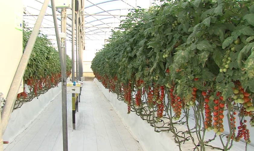 https://www.ragusanews.com/immagini_articoli/22-06-2022/primo-raccolto-di-pomodori-per-la-serra-pilota-con-coltivazione-idroponica-500.jpg