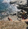 https://www.ragusanews.com/immagini_articoli/22-07-2023/marina-di-ragusa-sbatte-la-testa-sugli-scogli-tratto-in-salvo-100.jpg